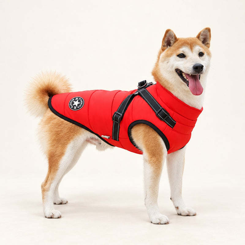 Shiba Inu wearing the red all-weather harness coat